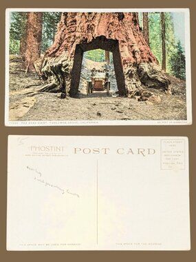 10/$25 Vintage Blank The Dead Giant Wawona Tree Yosemite California Postcard